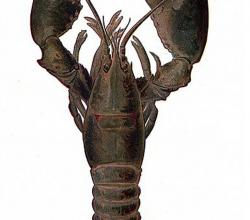 Lobster